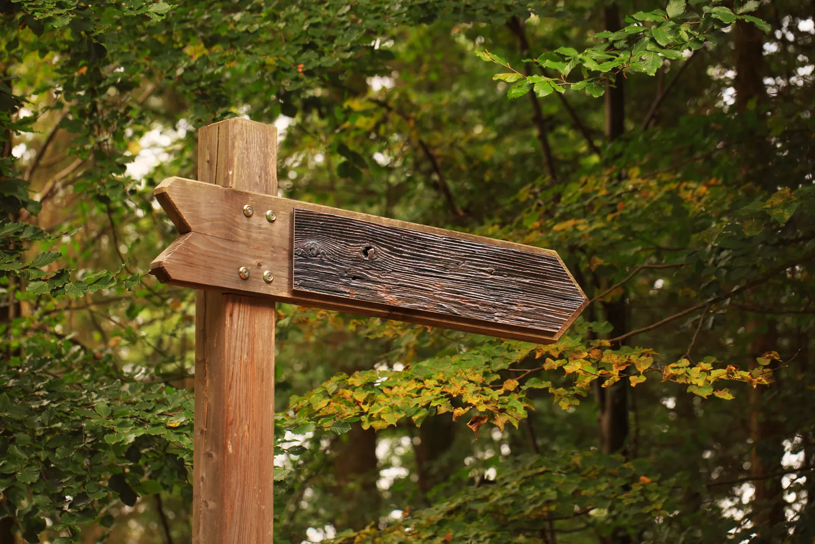 A weathered wooden signpost with a blank arrow pointing right, in front of green and yellowing forest leaves