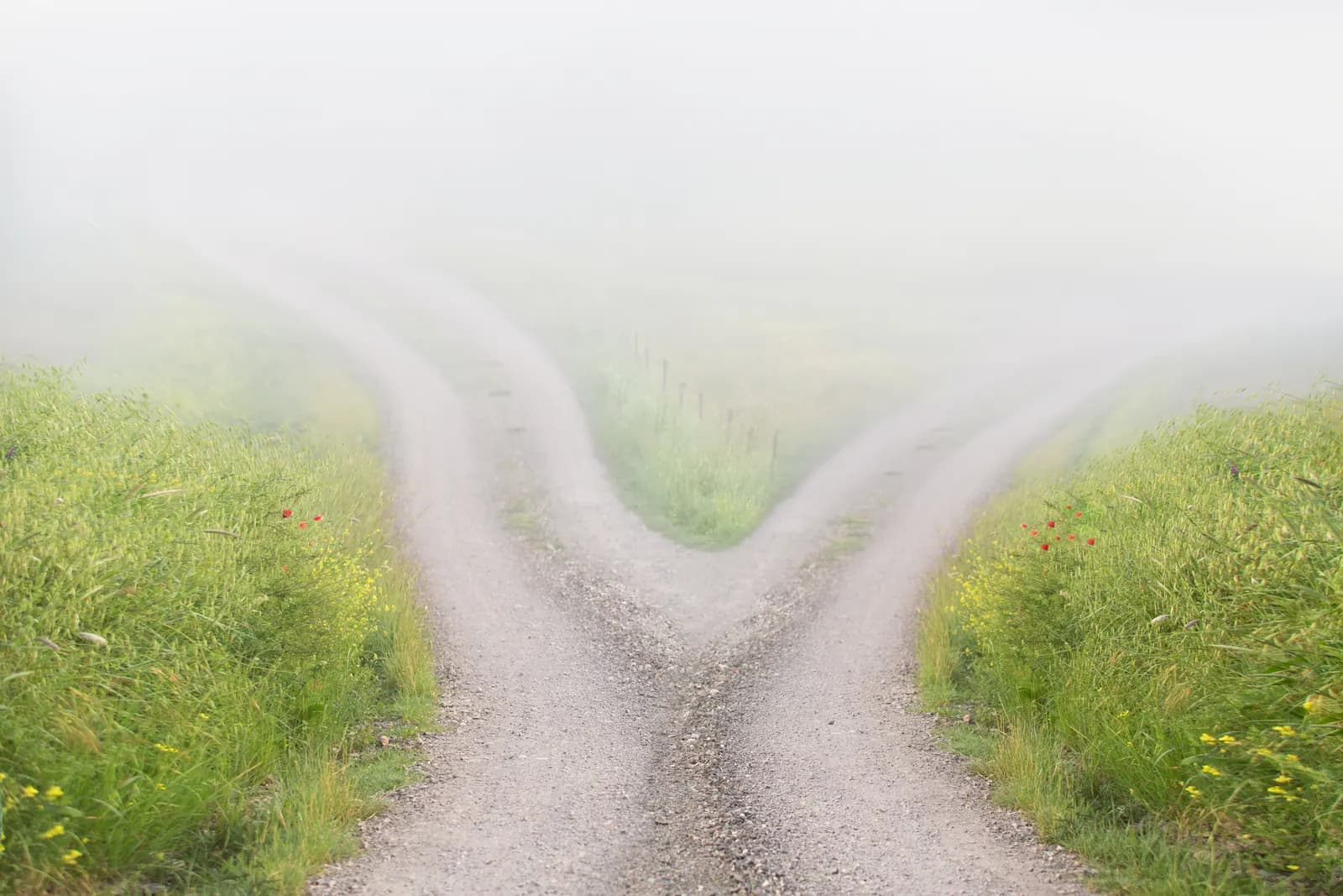 A gravel road splits into two tracks that fade into fog, between grassy verges with red and yellow wildflowers