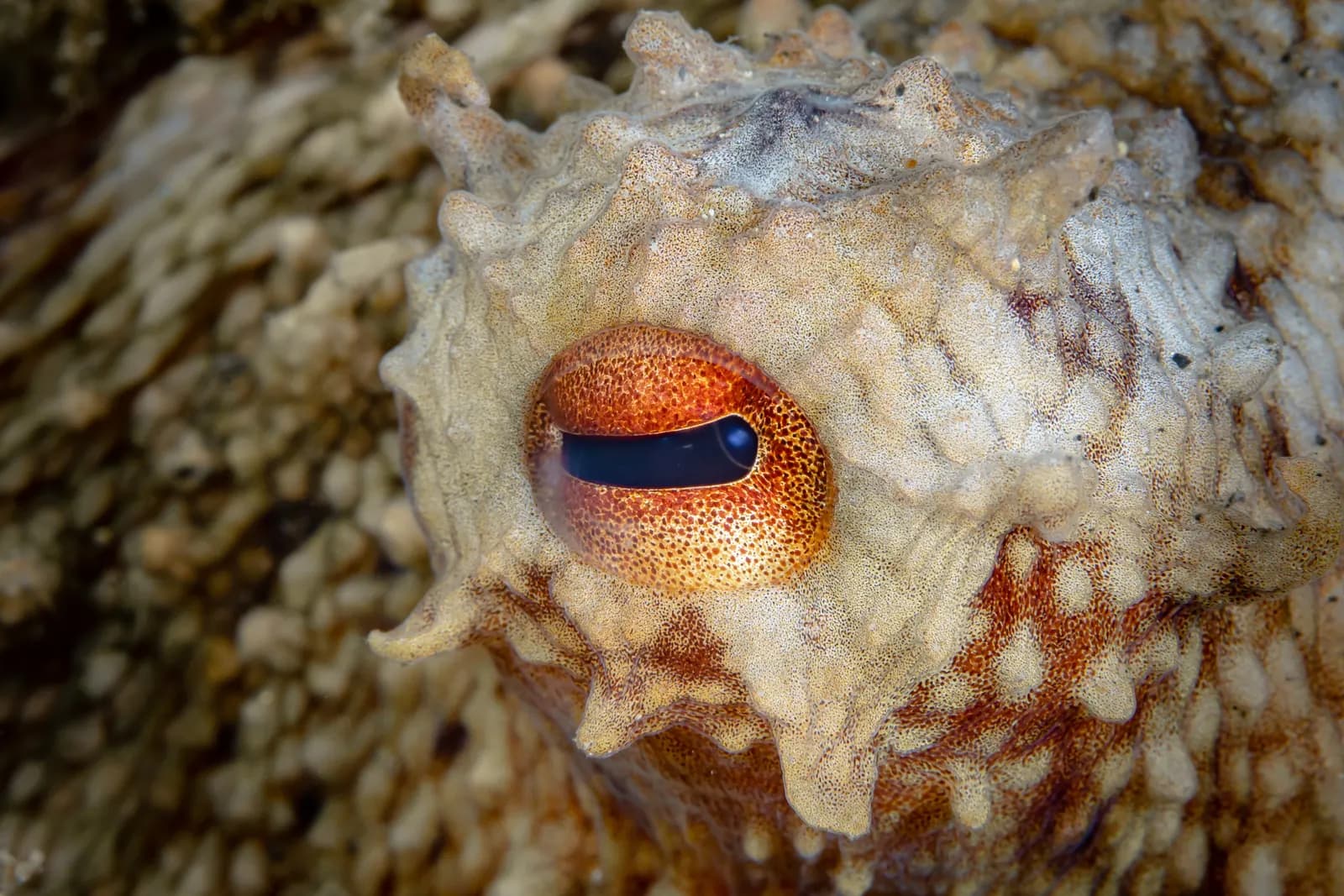 Close-up of an octopus's eye, a dark slit pupil in a speckled orange iris, set in pale, bumpy skin